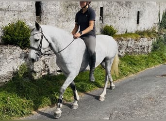 Connemara, Stute, 4 Jahre, 145 cm, Schimmel