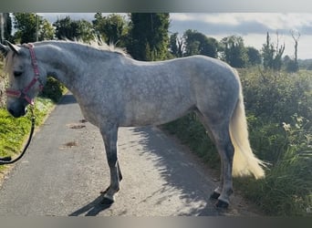 Connemara, Stute, 4 Jahre, 145 cm, Schimmel