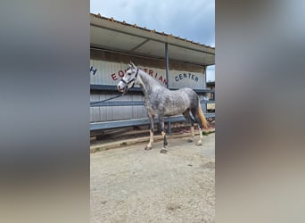 Connemara, Stute, 4 Jahre, 145 cm, Schimmel