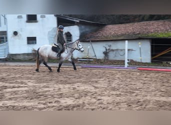 Connemara, Stute, 4 Jahre, 146 cm, Apfelschimmel