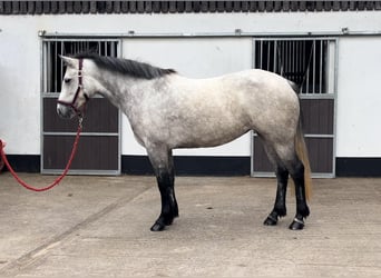 Connemara, Stute, 4 Jahre, 146 cm, Apfelschimmel