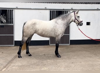 Connemara, Stute, 4 Jahre, 146 cm, Apfelschimmel