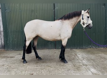 Connemara, Stute, 4 Jahre, 146 cm, Falbe
