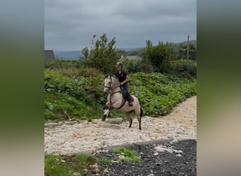 Connemara, Stute, 4 Jahre, 146 cm, Falbe
