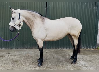 Connemara, Stute, 4 Jahre, 146 cm, Falbe