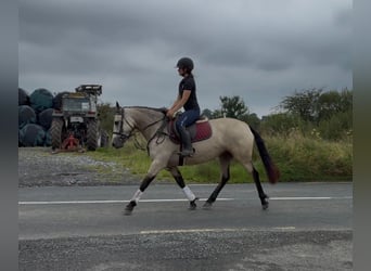 Connemara, Stute, 4 Jahre, 146 cm, Falbe
