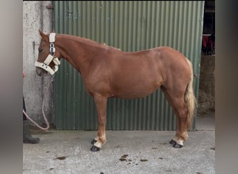 Connemara, Stute, 4 Jahre, 146 cm, Fuchs
