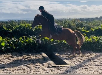 Connemara, Stute, 4 Jahre, 146 cm, Fuchs