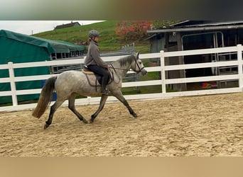 Connemara, Stute, 4 Jahre, 146 cm, Schimmel