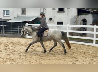 Connemara, Stute, 4 Jahre, 146 cm, Schimmel