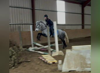 Connemara, Stute, 4 Jahre, 146 cm, Schimmel