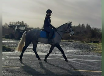 Connemara, Stute, 4 Jahre, 146 cm, Schimmel