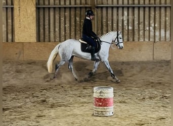 Connemara, Stute, 4 Jahre, 146 cm, Schimmel