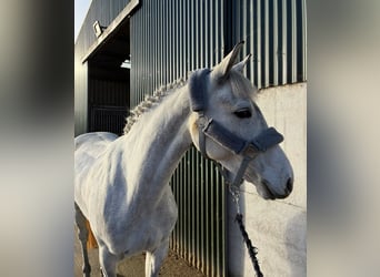 Connemara, Stute, 4 Jahre, 146 cm, Schimmel