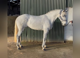 Connemara, Stute, 4 Jahre, 146 cm, Schimmel