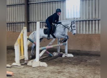Connemara, Stute, 4 Jahre, 146 cm, Schimmel