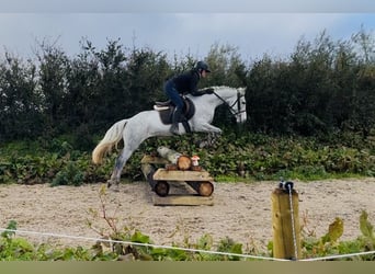 Connemara, Stute, 4 Jahre, 146 cm, Schimmel