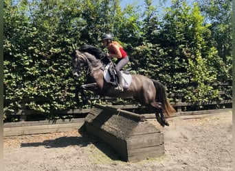 Connemara, Stute, 4 Jahre, 146 cm, Schimmel