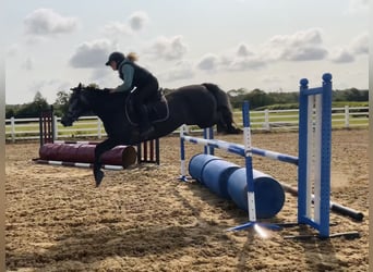 Connemara, Stute, 4 Jahre, 146 cm, Schimmel