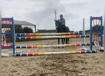 Connemara, Stute, 4 Jahre, 146 cm, Schimmel