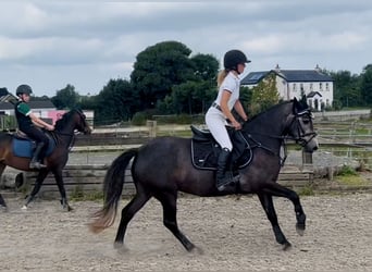 Connemara, Stute, 4 Jahre, 146 cm, Schimmel