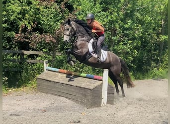 Connemara, Stute, 4 Jahre, 146 cm, Schimmel