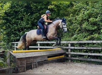 Connemara, Stute, 4 Jahre, 147 cm, Apfelschimmel