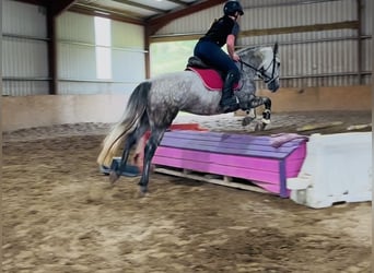 Connemara, Stute, 4 Jahre, 147 cm, Apfelschimmel