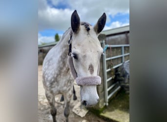 Connemara, Stute, 4 Jahre, 147 cm, Apfelschimmel