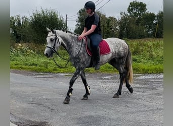 Connemara, Stute, 4 Jahre, 147 cm, Apfelschimmel