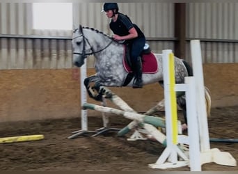 Connemara, Stute, 4 Jahre, 147 cm, Apfelschimmel