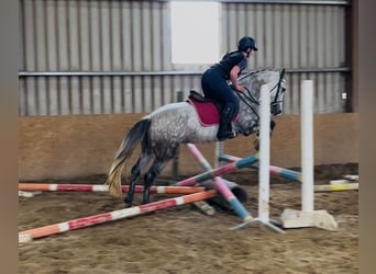 Connemara, Stute, 4 Jahre, 147 cm, Apfelschimmel