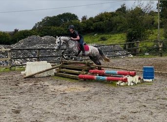 Connemara, Stute, 4 Jahre, 147 cm, Apfelschimmel