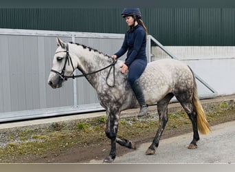 Connemara, Stute, 4 Jahre, 147 cm, Apfelschimmel