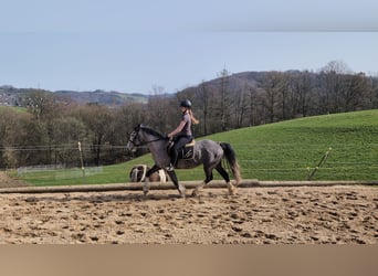 Connemara Mix, Stute, 4 Jahre, 147 cm, Blauschimmel