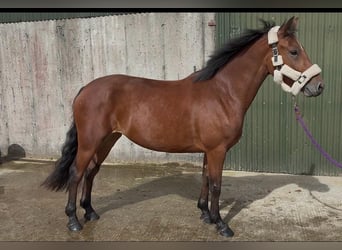 Connemara, Stute, 4 Jahre, 147 cm, Brauner