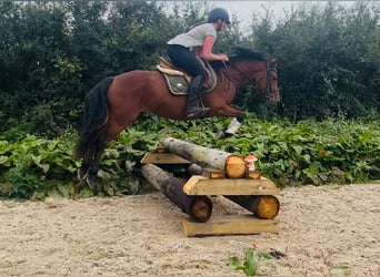 Connemara, Stute, 4 Jahre, 147 cm, Brauner