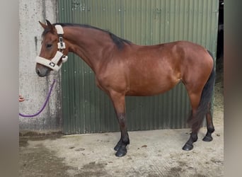 Connemara, Stute, 4 Jahre, 147 cm, Brauner