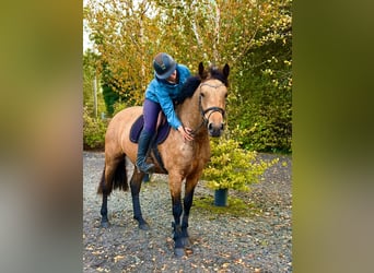 Connemara, Stute, 4 Jahre, 147 cm, Falbe