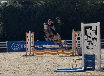 Connemara, Stute, 4 Jahre, 147 cm, Rappschimmel