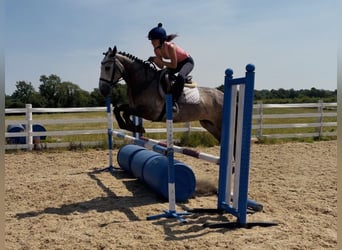 Connemara, Stute, 4 Jahre, 147 cm, Rappschimmel