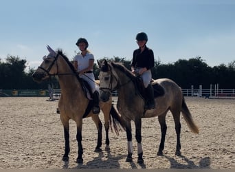 Connemara, Stute, 4 Jahre, 147 cm, Rappschimmel