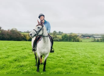 Connemara, Stute, 4 Jahre, 147 cm, Schimmel