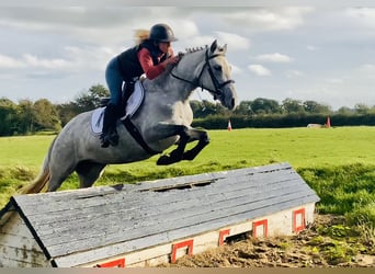 Connemara, Stute, 4 Jahre, 147 cm, Schimmel