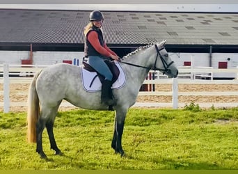 Connemara, Stute, 4 Jahre, 147 cm, Schimmel