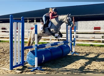 Connemara, Stute, 4 Jahre, 147 cm, Schimmel