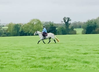 Connemara, Stute, 4 Jahre, 147 cm, Schimmel