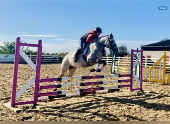 Connemara, Stute, 4 Jahre, 147 cm, Schimmel