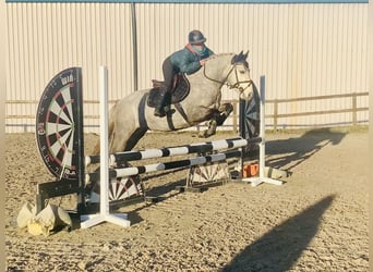 Connemara, Stute, 4 Jahre, 147 cm, Schimmel