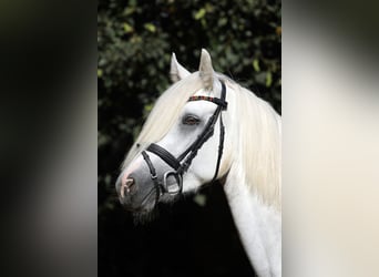 Connemara, Stute, 4 Jahre, 147 cm, Schimmel